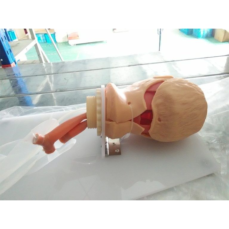 SC-J50 Trachea Intubation Training Model