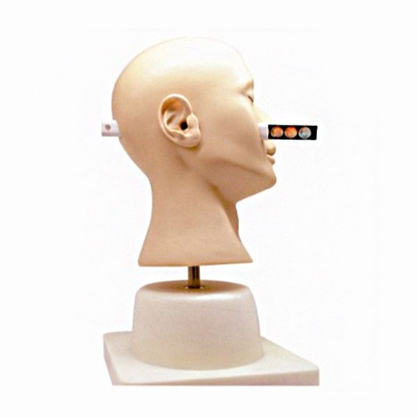 Advanced ear Diagnosis Training Model