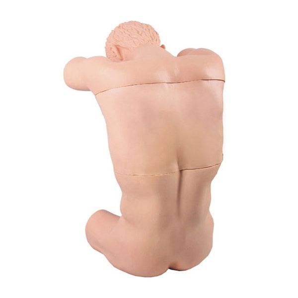 SC-CK812 Cavum Thoracis（back）Puncture Training Manikin