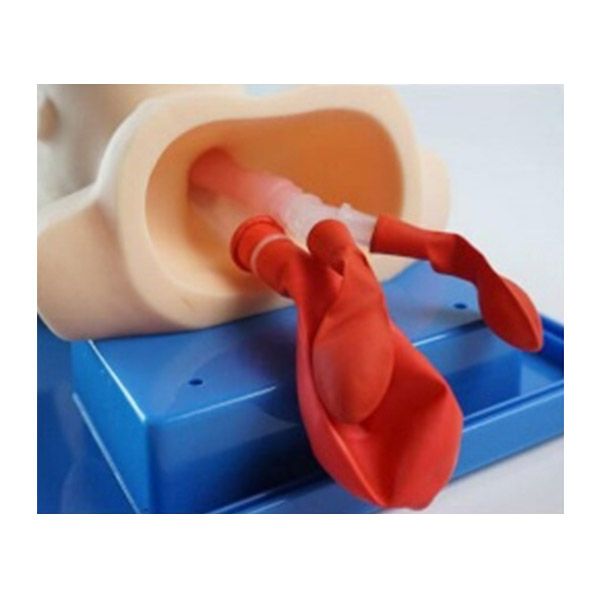 SC-J2A Neonate Head for Trachea Intubation Model