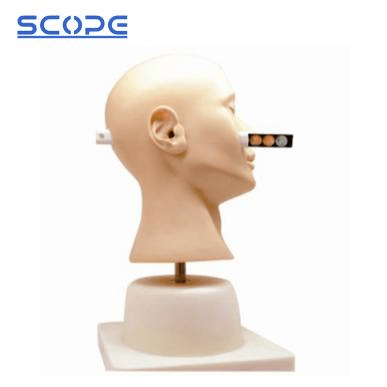 SC-LV41 Advanced Ear Diagnosis Training Model