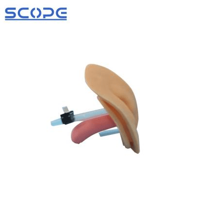 SC-H1D Medical Electronic Urethral Catheterization and Enema Model