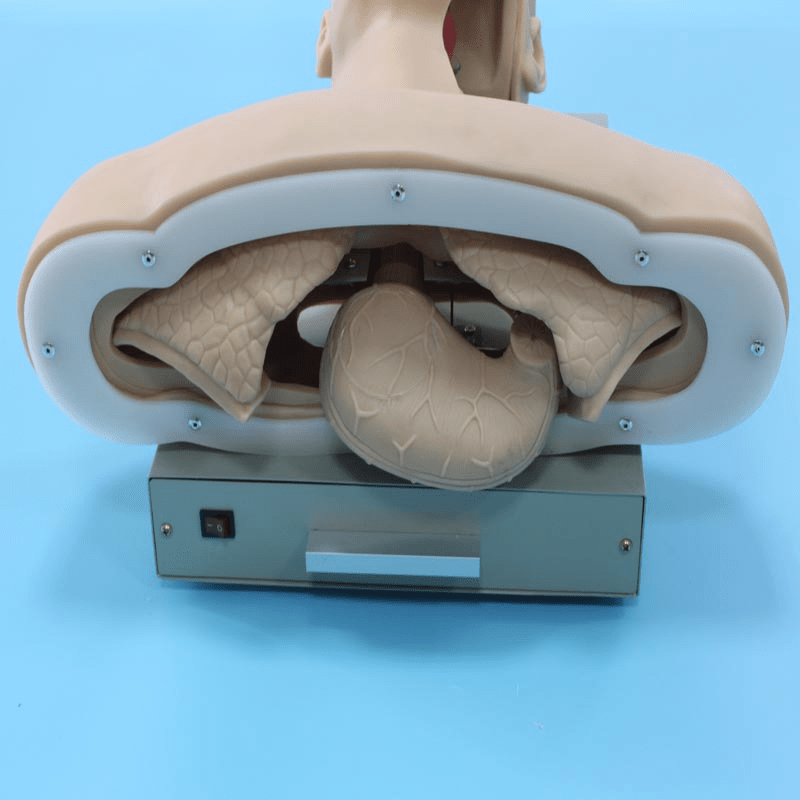 SC-J51 Electronic Airway Intubation Model (with Alarm Device)