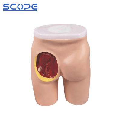 SC-H4T Advanced Hip Muscle Injection and Anatomical Structure Model