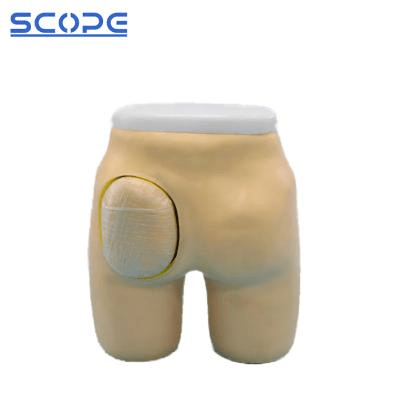 SC-H4T Advanced Hip Muscle Injection and Anatomical Structure Model