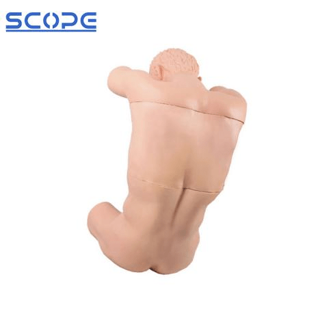 SC-CK812 Cavum Thoracis（back）Puncture Training Manikin