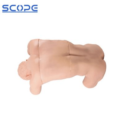 SC-CK812 Cavum Thoracis（back）Puncture Training Manikin 6