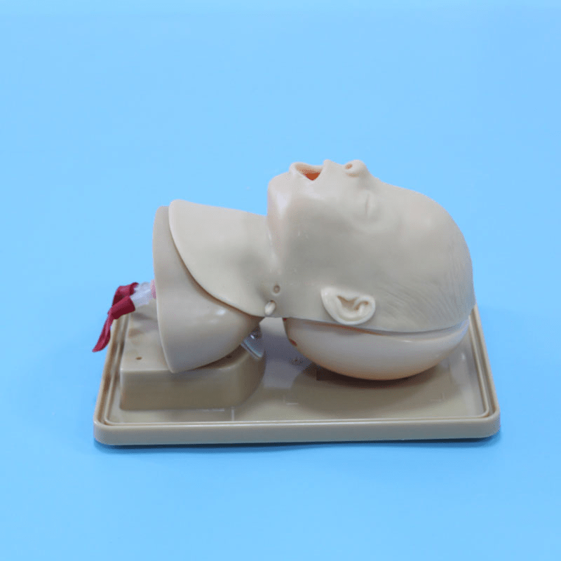 SC-J3A Advanced Infant Head for Trachea Intubation Model 6