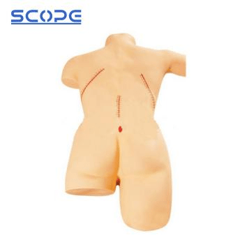 SC-LF5 Surgical Suture and Bind-Up Display Model