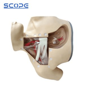 SC-H72 Parenteral Alimentation Nursing Model