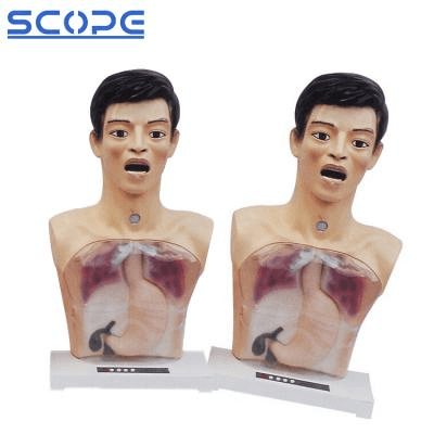 SC-H4-1 Transparent Gastric Lavage Model