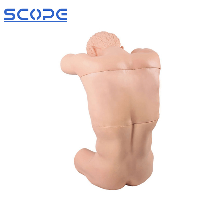 SC-CK812 Cavum Thoracis（back）Puncture Training Manikin 7