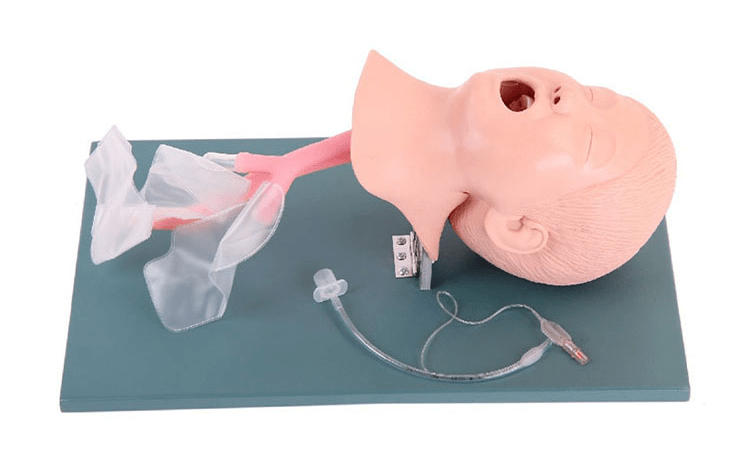 SC-J4A Advanced Child Trachea Intubation Model
