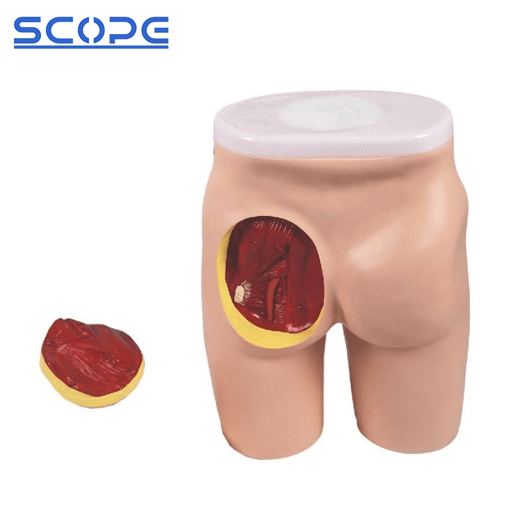 SC-H4T Advanced Hip Muscle Injection and Anatomical Structure Model