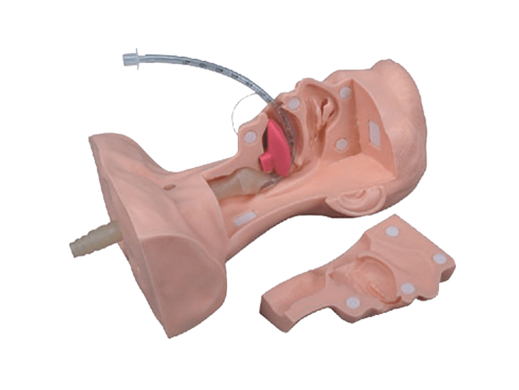 SC-H85 Advanced Sputum Suction Training Medical Model