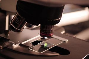 microscope for viewing cells