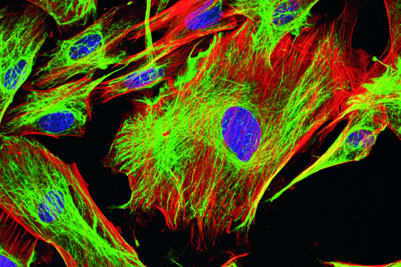 2.Does It Support Simultaneous DAPI, GFP, and RFP Imaging?