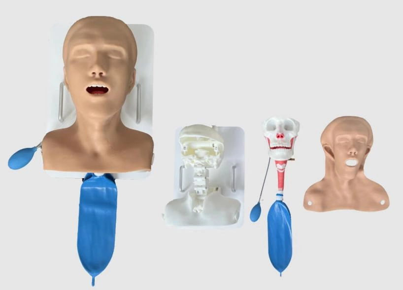 SC-LHX01 Upper Respiratory Tract Simulation Model