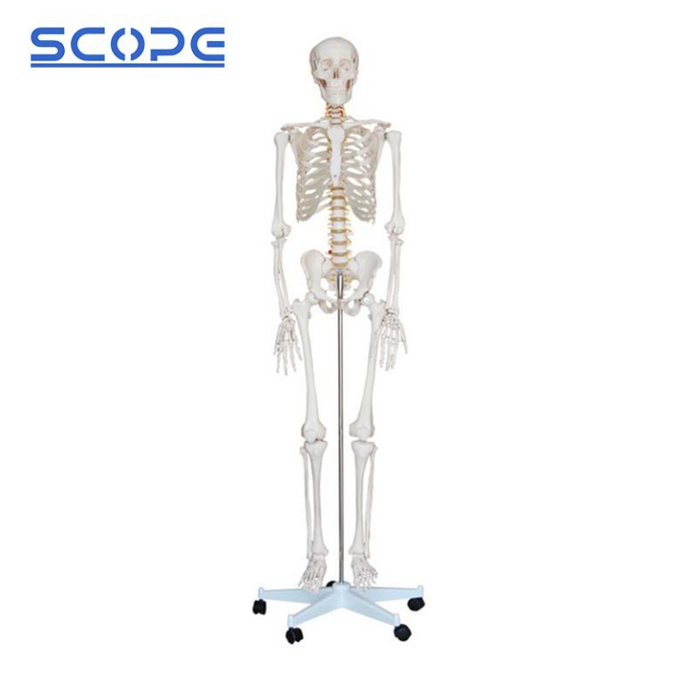 Human Skeleton Model