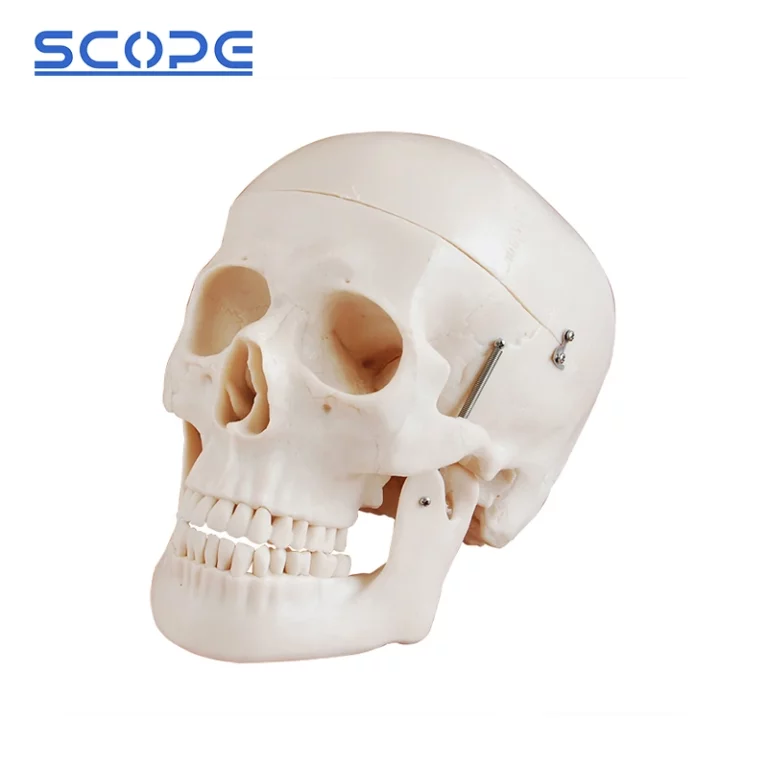 Human Skull Model