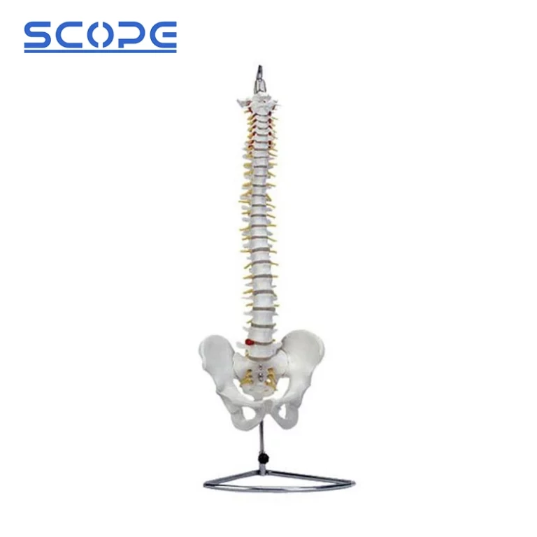 Vertebra Model