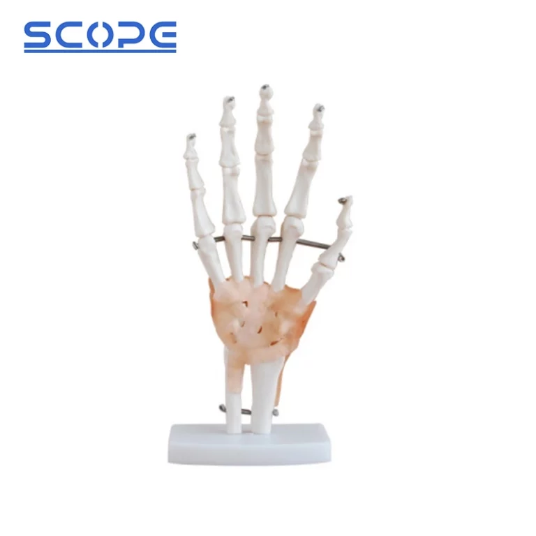 Joint Model