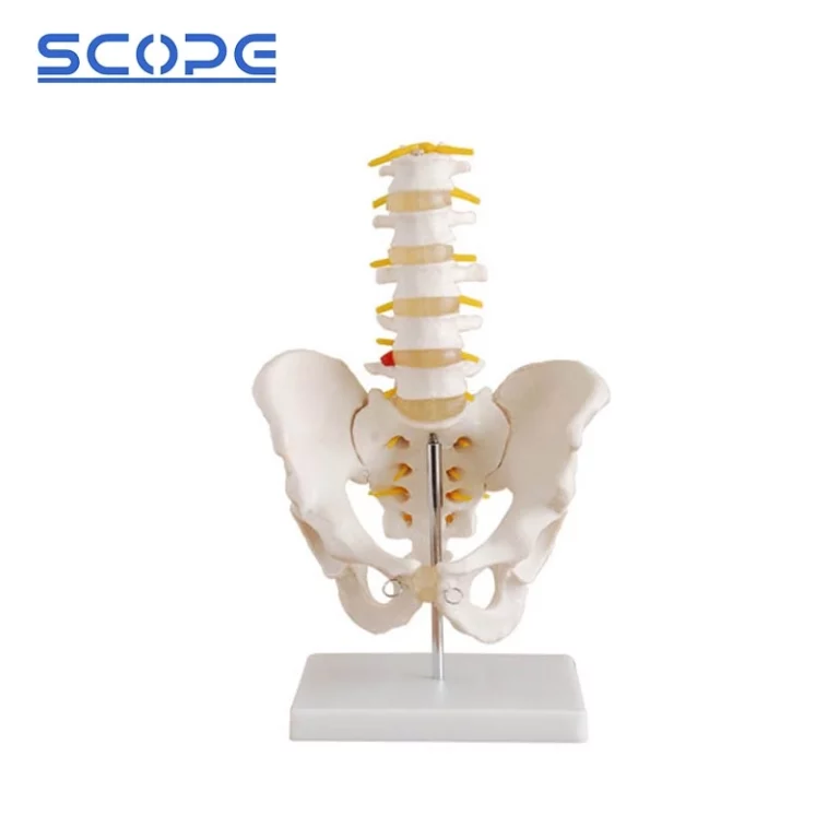 Pelvic Model