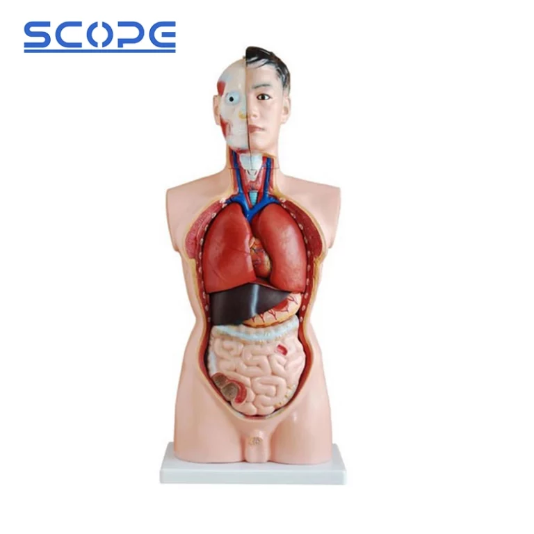 Torso Model