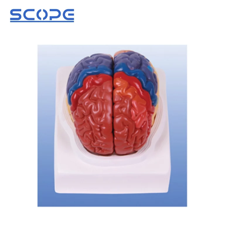 Brain Model