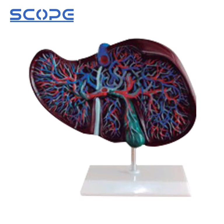 Human Organ Model