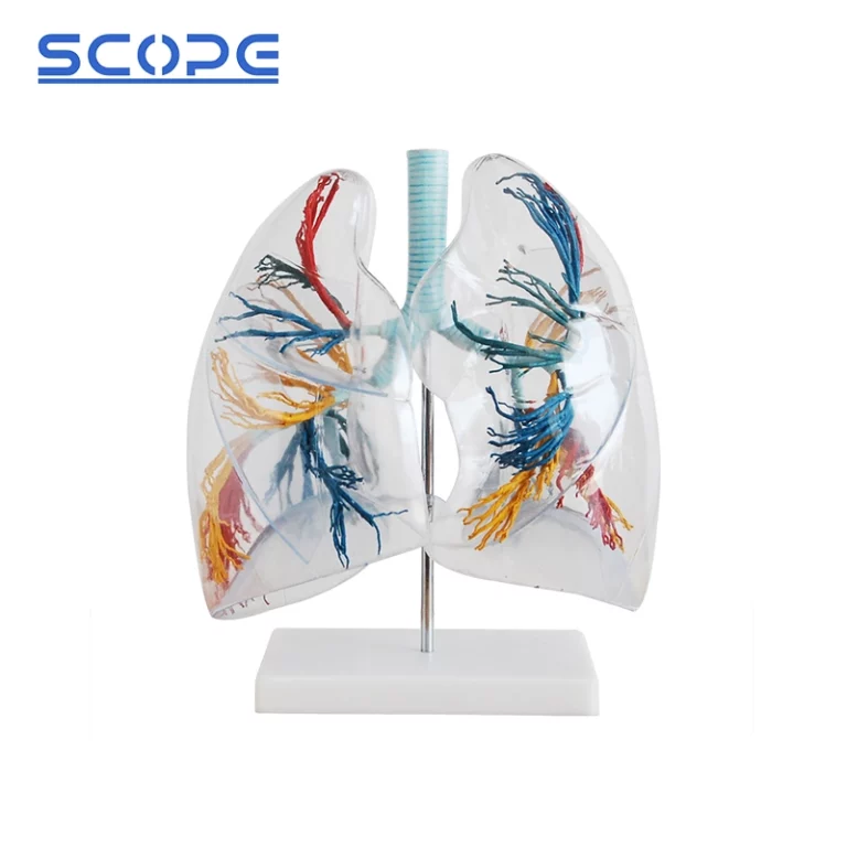 How to Demonstrate Vaping Damage on a Lung Model？