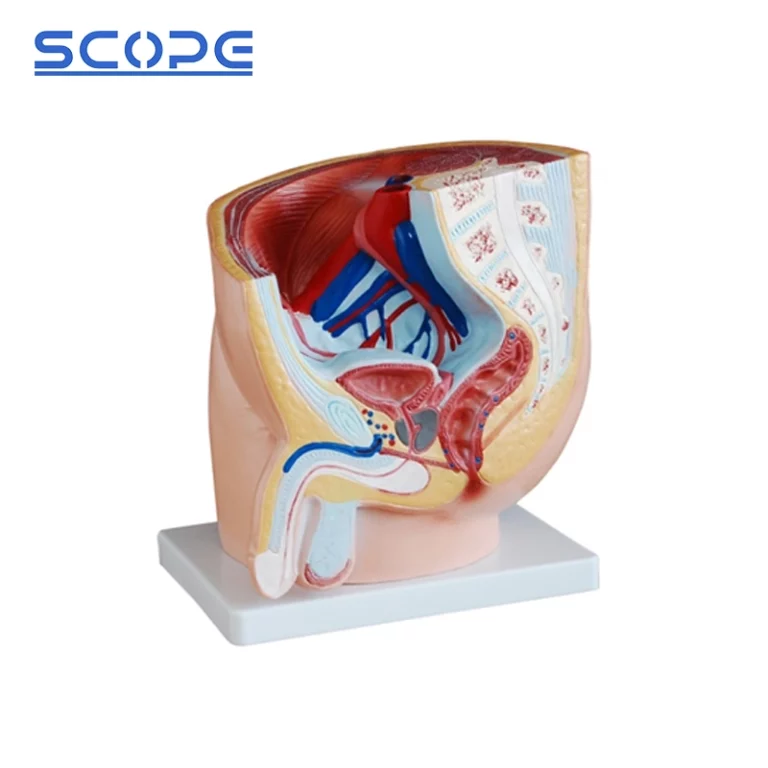 Pelvic Sagittal Model