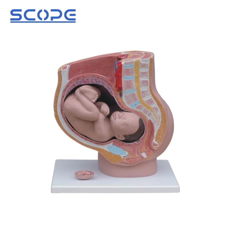 Pelvic Model with Removable Fetus for Midwifery Training