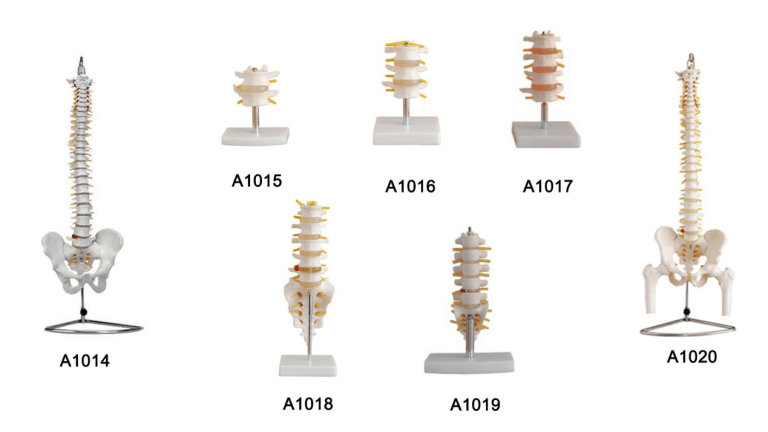 Mini Spine Model vs Full-Size Spine Model for Teaching: Which One Do You Need?