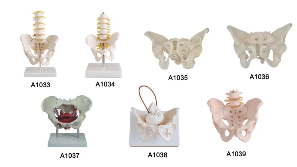 Natural Size Pelvis Model with Two Lumbar Vertebrae
