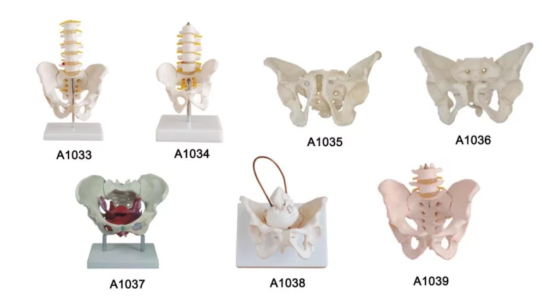 Flexible Female Pelvic Model with Detachable Floor Muscles for Patient Education