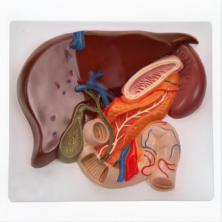 Liver Anatomy Model Showing Gallbladder and Biliary Tree Tracts