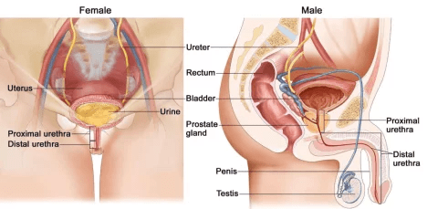 Male vs. Female Bladder Anatomical Model Differences