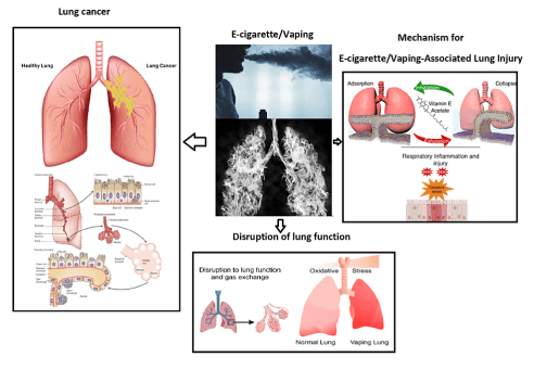Why Use a Lung Model to Explain Vaping Hazards