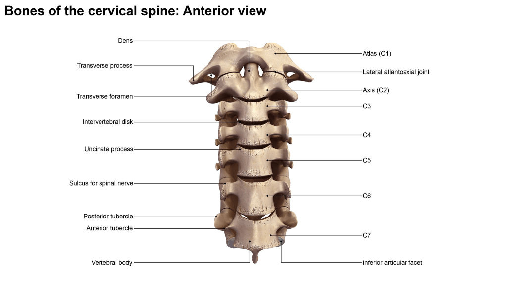 What is the Difference Between C1 and C2 Vertebrae
